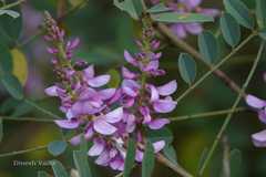 Indigofera cassioides
